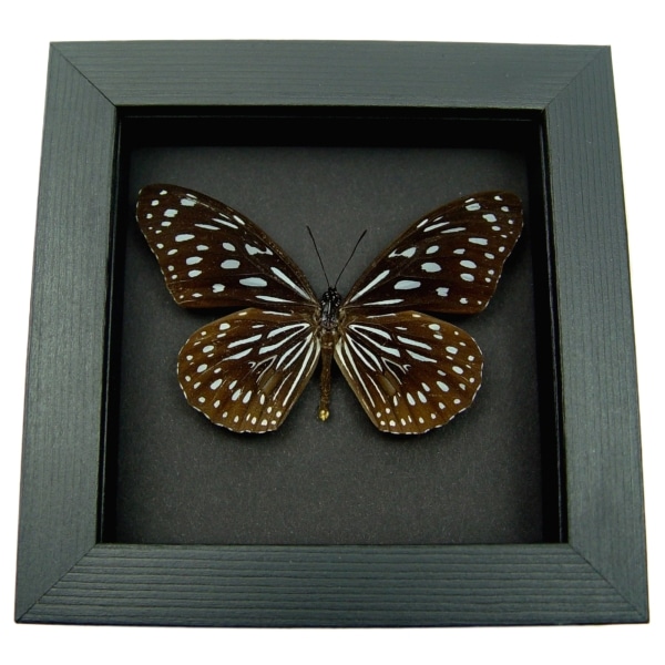 Tirumala hamata Blue Tiger Butterfly Framed Taxidermy Moonlight Display