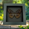 Tirumala hamata Blue Tiger Butterfly Framed Taxidermy Moonlight Display