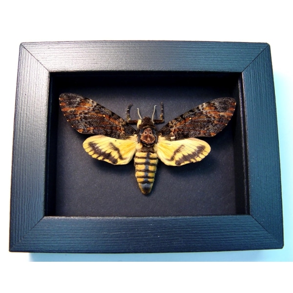 Acherontia styx Male Death Head Moth Moonlight Display Framed Taxidermy Acherontia styx Male Death Head Moth Moonlight Display Framed Taxidermy