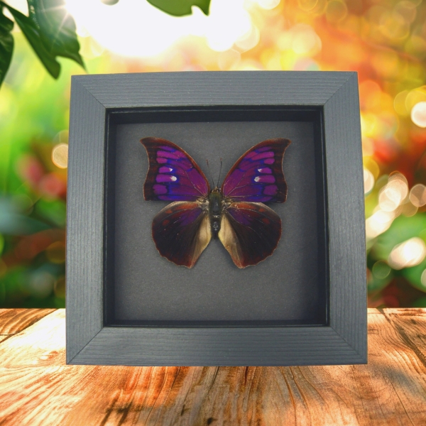 Anaea Tyrianthina Purple Butterfly Real Framed Taxidermy Moonlight Display