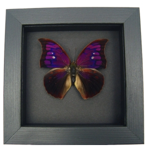 Anaea Tyrianthina Purple Butterfly Real Framed Taxidermy Moonlight Display