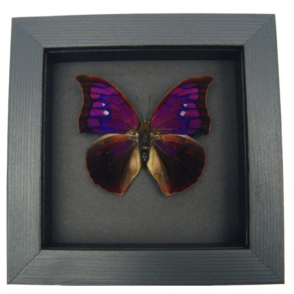Anaea Tyrianthina Purple Butterfly Real Framed Taxidermy Moonlight Display