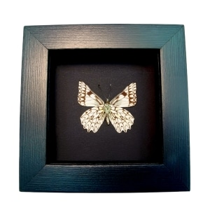 Framed Dartwhite Butterfly Catasticta poujadei clara Verso Moonlight Display
