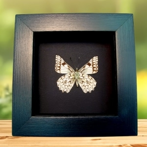 Framed Dartwhite Butterfly Catasticta poujadei clara Verso Moonlight Display