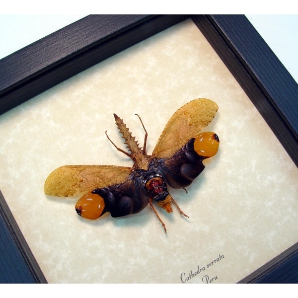 Framed Lanternfly Cathedra serrata Insect Taxidermy Display