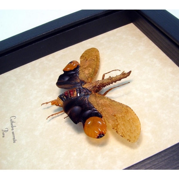 Framed Lanternfly Cathedra serrata Insect Taxidermy Display