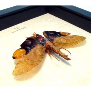 Framed Lanternfly Cathedra serrata Insect Taxidermy Display