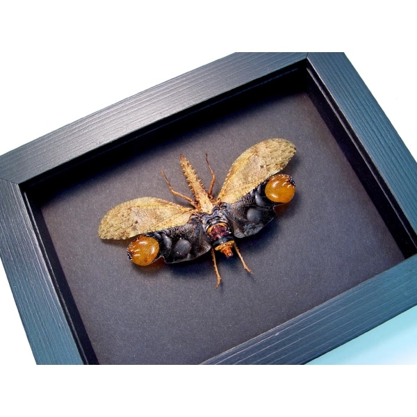 Framed Lanternfly Cathedra serrata Insect Taxidermy Moonlight Display