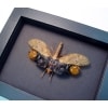 Framed Lanternfly Cathedra serrata Insect Taxidermy Moonlight Display