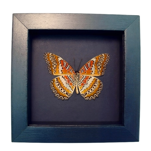 Red Lacewing Butterfly Cethosia biblis Verso Framed Taxidermy Moonlight Display
