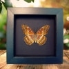 Red Lacewing Butterfly Cethosia biblis Verso Framed Taxidermy Moonlight Display