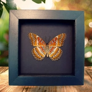 Red Lacewing Butterfly Cethosia biblis Verso Framed Taxidermy Moonlight Display