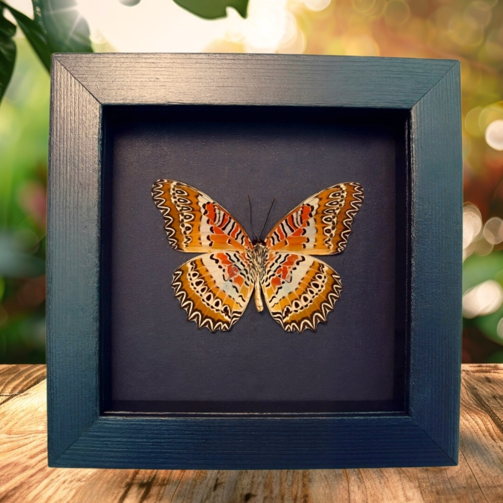 Red Lacewing Butterfly Cethosia biblis Verso Framed Taxidermy Moonlight Display