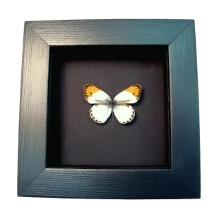Orange Tip African Butterfly Colotis danae Framed Taxidermy Moonlight Display