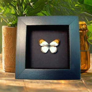 Orange Tip African Butterfly Colotis danae Framed Taxidermy Moonlight Display