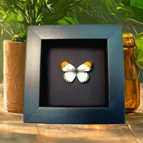 Orange Tip African Butterfly Colotis danae Framed Taxidermy Moonlight Display