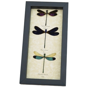 Damselfly Collection Pink Purple Green Damselflies Real Framed Taxidermy Display
