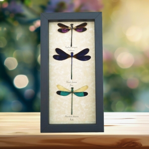 Damselfly Collection Pink Purple Green Damselflies Real Framed Taxidermy Display