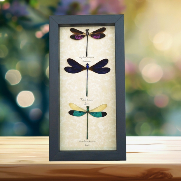 Damselfly Collection Pink Purple Green Damselflies Real Framed Taxidermy Display