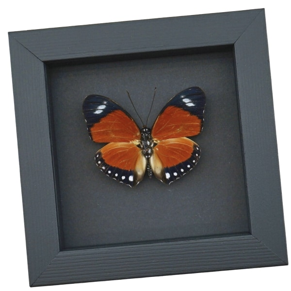 Euphaedra ruspina Male Butterfly Orange Forester Framed Taxidermy Moonlight Display