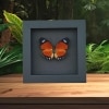 Euphaedra ruspina Male Butterfly Orange Forester Framed Taxidermy Moonlight Display