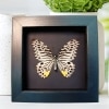 Striped Butterfly Graphium delessertii verso Framed Taxidermy Moonlight Display