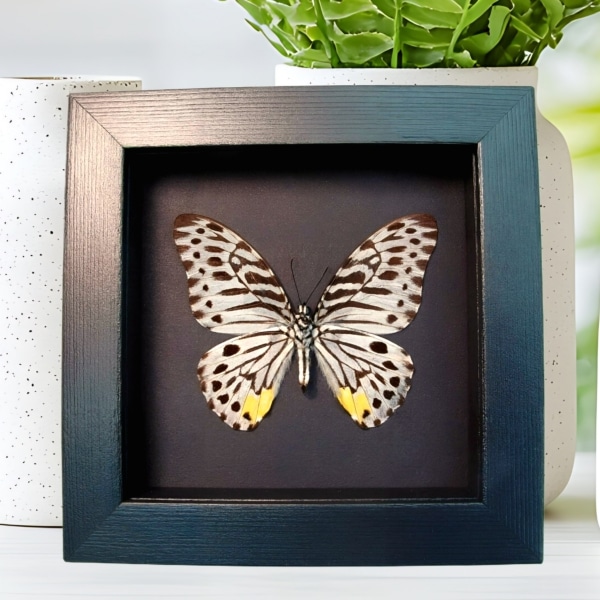 Striped Butterfly Graphium delessertii verso Framed Taxidermy Moonlight Display
