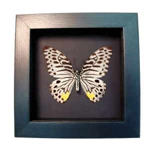 Striped Butterfly Graphium delessertii verso Framed Taxidermy Moonlight Display