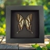 Real Framed Zebra Swallowtail Butterfly Graphium Marcellus Taxidermy Moonlight Display