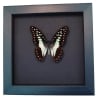 Meyeri's Triangle Blue Butterfly Framed Taxidermy Moonlight Display