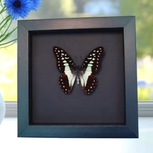 Meyeri's Triangle Blue Butterfly Framed Taxidermy Moonlight Display