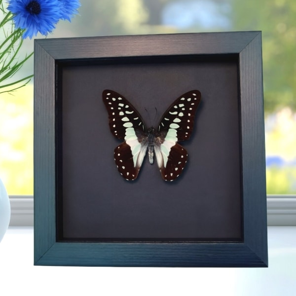 Meyeri's Triangle Blue Butterfly Framed Taxidermy Moonlight Display