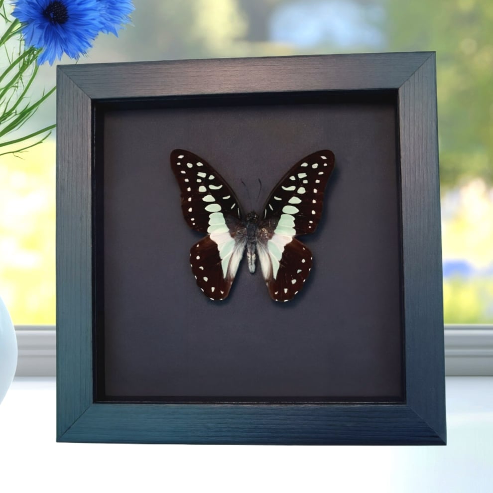 Meyeri's Triangle Blue Butterfly Framed Taxidermy Moonlight Display Meyeri's Triangle Blue Butterfly Framed Taxidermy Moonlight Display