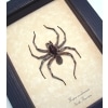 Real Framed Carolina Wolf Spider Hogna carolinensis large Taxidermy Display