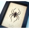 Real Framed Carolina Wolf Spider Hogna carolinensis large Taxidermy Display