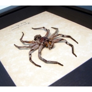 Hogna carolinensis Large Carolina Wolf Spider ooak