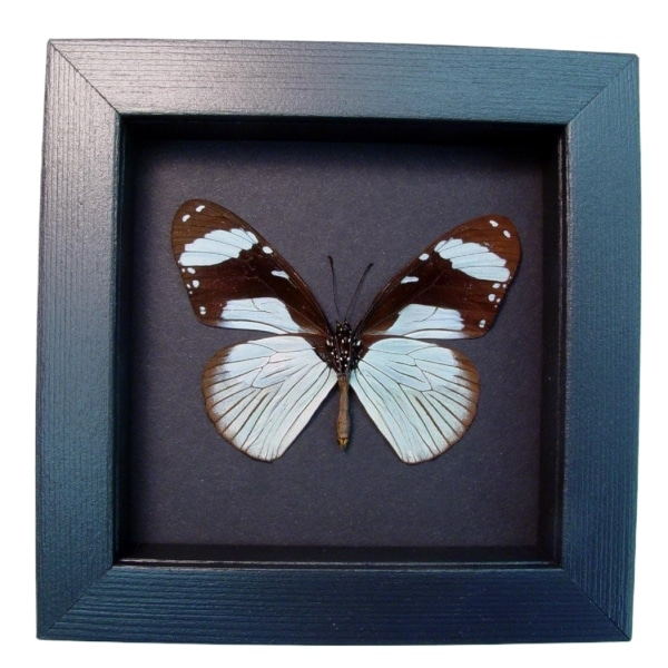 Hypolimnas anthedon Verso Blue African Butterfly Moonlight Display Framed Taxidermy