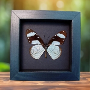 Hypolimnas anthedon Verso Blue African Butterfly Moonlight Display Framed Taxidermy