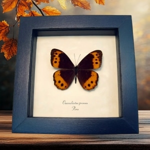 Orange Satyridae Butterfly Oxeoschistus pronax Framed Taxidermy Display