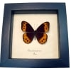 Orange Satyridae Butterfly Oxeoschistus pronax Framed Taxidermy Display