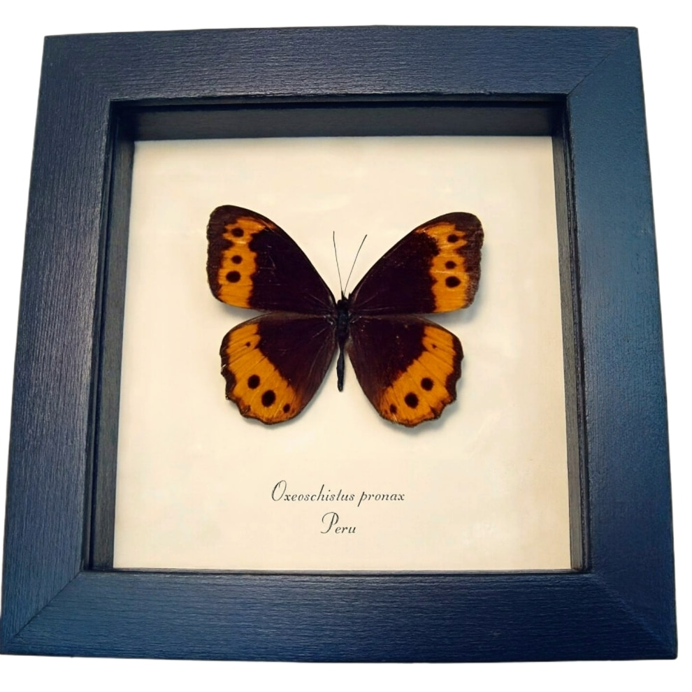 Orange Satyridae Butterfly Oxeoschistus pronax Framed Taxidermy Display