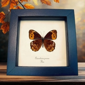 Orange Satyridae Butterfly Oxeoschistus pronax verso Framed Taxidermy Display