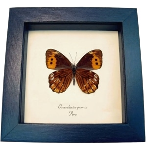 Orange Satyridae Butterfly Oxeoschistus pronax verso Framed Taxidermy Display