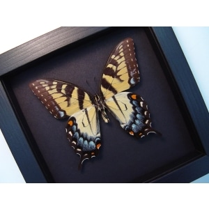 Papilio Glaucus Female Butterfly Tiger Swallowtail Moonlight Display Framed Taxidermy