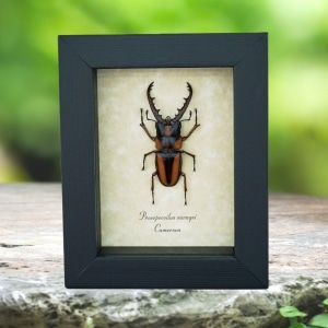 African Stag Beetle Prosopocoilus savagei Framed Taxidermy Display