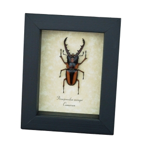 African Stag Beetle Prosopocoilus savagei Framed Taxidermy Display
