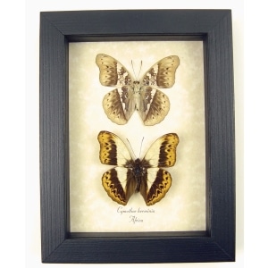 Real Framed African Butterflies Set Cymothoe Herminia Taxidermy Display