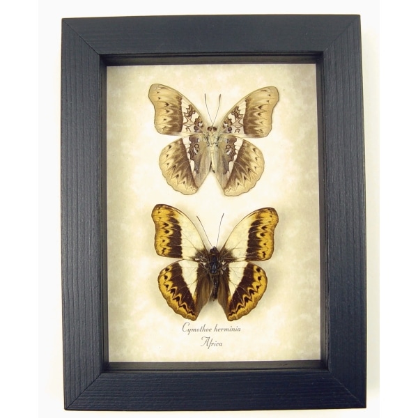 Real Framed African Butterflies Set Cymothoe Herminia Taxidermy Display