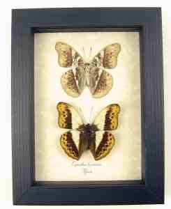 Real Framed African Butterflies Set Cymothoe Herminia Taxidermy Display
