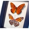 Framed Gulf Fritillary Butterflies Agraulis vanillae Pair Taxidermy Display